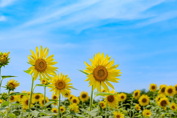 istock Sunflowers Reaching for the Summer Sky 2226798687