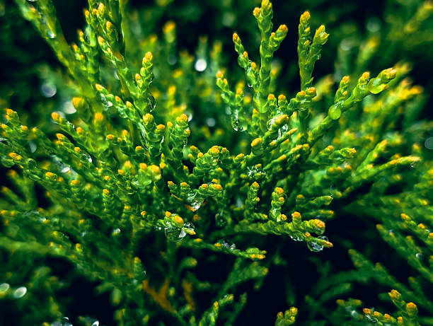 Detailed view of lush green thuja foliage with raindrops glistening. Vertical composition conveying calmness, freshness, and natural landscape aesthetics.