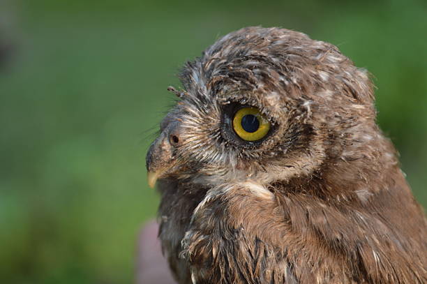 Owl baby bird close photo