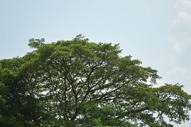 Beautiful various  tropical green tree, branches of various trees against the blue sky. Green leaves against the blue sky, the landscape of nature,