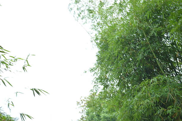 various beautiful  tropical green tree, branches of various trees against the blue sky.