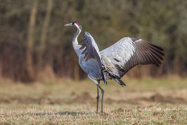 istock A beautiful, majestic gray crane proudly dances in a spring meadow 2226799257