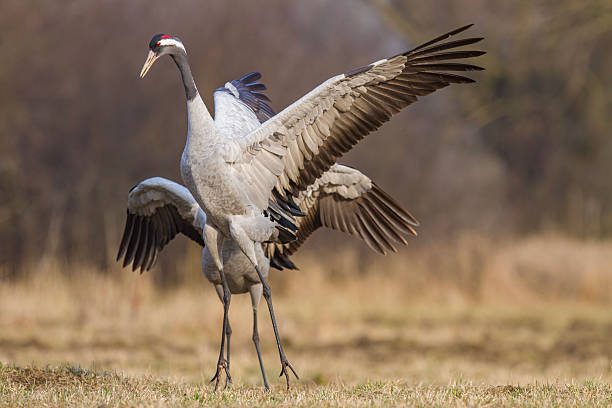 istock A pair of beautiful, majestic gray cranes copulate in a spring meadow 2226799261