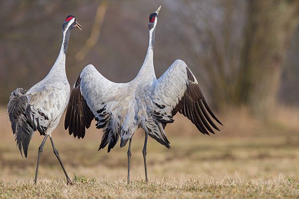 istock A pair of beautiful, majestic gray cranes copulate in a spring meadow 2226799278