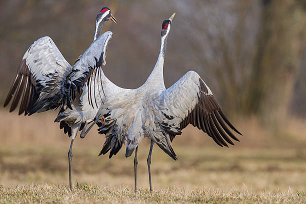 A pair of beautiful, majestic gray cranes copulate in a spring meadow