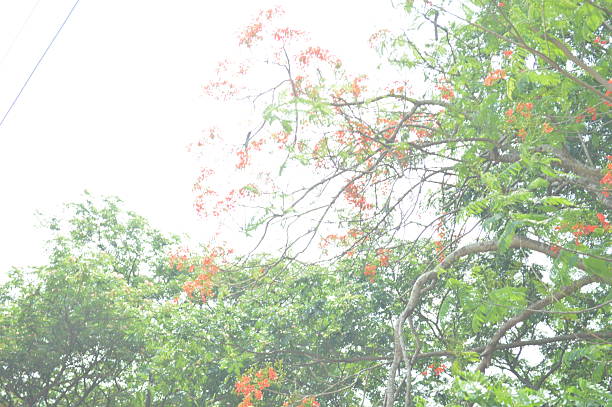 istock various beautiful  tropical green tree, branches of various trees against the blue sky. 2226799417