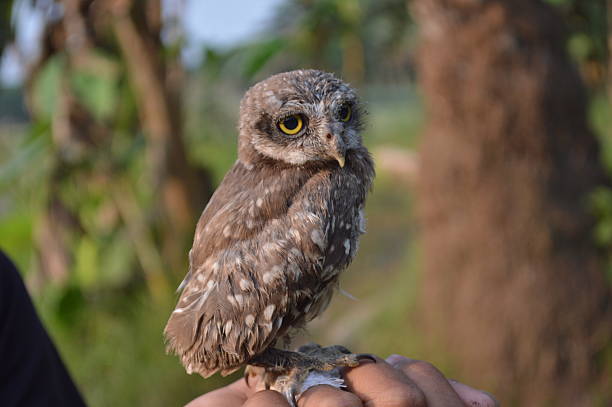 Ferruginous pygmy owl\nBird on branch.\nin the Pantanal Brazil.