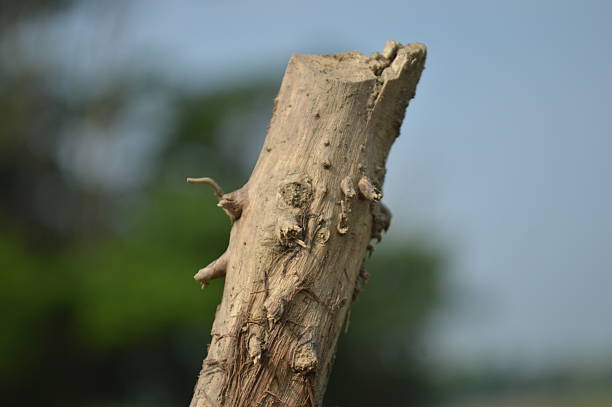 The bamboo stick close photo with blurry green background
