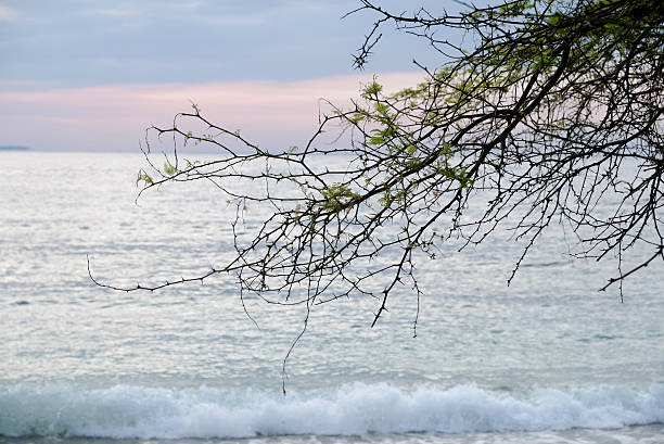 A tree reaches over the sea
