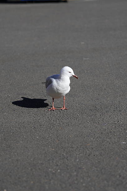 A seagull stands alone on a textured asphalt surface under bright daylight. The bird casts a clear shadow, and the simple background emphasizes its presence. Captured in an urban or coastal setting, the image reflects solitude, simplicity, and the interaction of wildlife with man-made environments. Ideal for concepts of freedom, resilience, urban nature, and minimalism.
