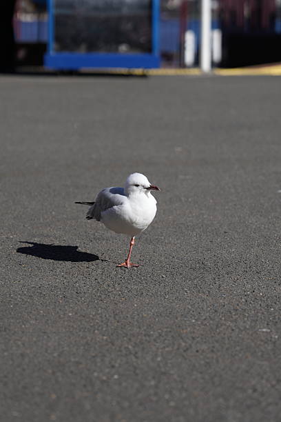 A seagull stands alone on a textured asphalt surface under bright daylight. The bird casts a clear shadow, and the simple background emphasizes its presence. Captured in an urban or coastal setting, the image reflects solitude, simplicity, and the interaction of wildlife with man-made environments. Ideal for concepts of freedom, resilience, urban nature, and minimalism.