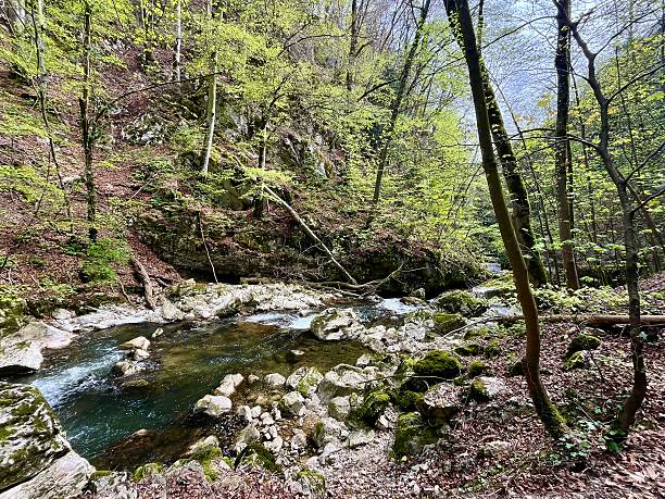 istock Switzerland- Taubenloch Gorge - walk 2226801985
