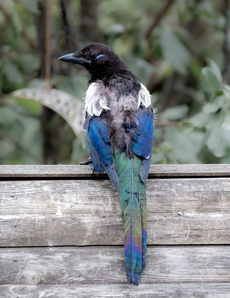 istock Vibrant magpie on wooden fence 2226802036