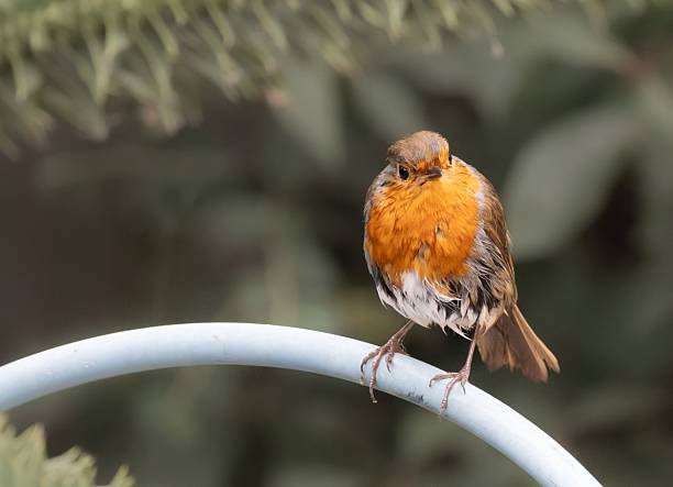 Charming European robin (Erithacus rubecula) perched on a metal fence with a soft blurred green background
