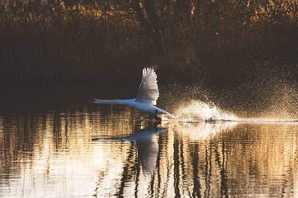 A graceful swan taking off from a tranquil lake at sunset, creating ripples in the water.