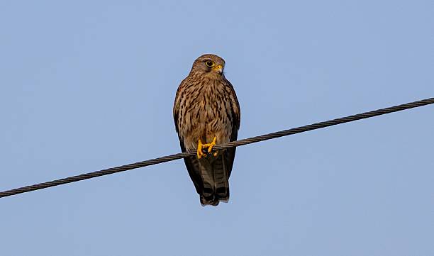 istock Kestrel on a Wire Against Blue Sky 2226803386