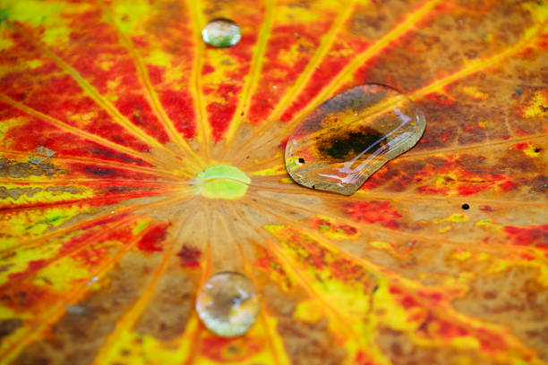Broken lotus leaves in the pond