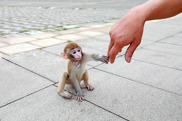 istock A pet monkey plays on its owner, Luannan County, Hebei Province, China 2226804435