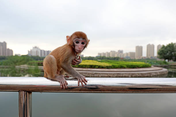 istock Pet monkeys play on stainless steel railings 2226804495