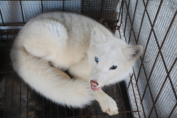 istock Silver fox in cage in a farm, North China 2226804529