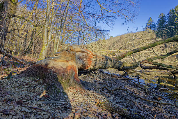 Idyllic photos from or around the Sure valley near Boulaide, Luxembourg