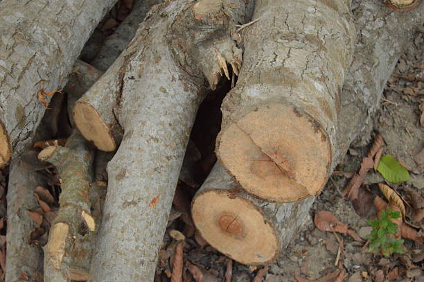 istock The tree log is close photo 2226805685