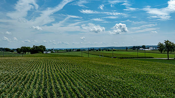istock Expansive Cornfield Under a Bright Blue Sky on a Sunny Day in the Countryside 2226805897