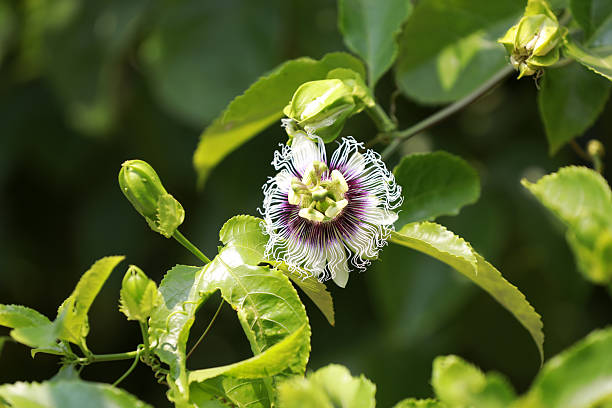 Passiflora flower, Passiflora herbaceous vine, China