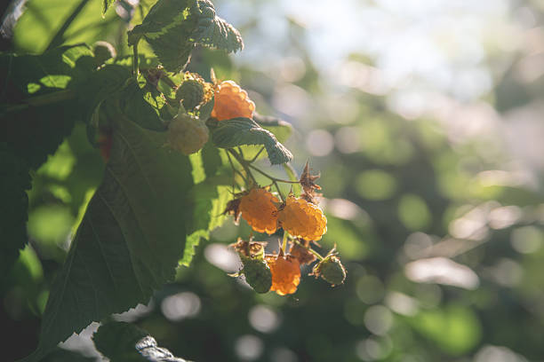 A cluster of salmonberries start to ripen in a coastal forest in southwestern British Columbia. Summer morning in the shade. \nPlant Hardiness Zone 8A.