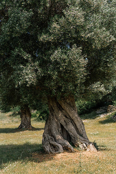 istock old olive tree in the valley in Italy 2226806533