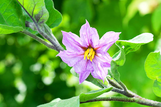 Close-up of a single eggplant or aubergine flower growing under greenhouse conditions
