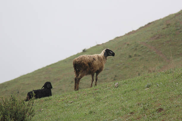 A brown sheep with a black face stands on a grassy hillside, while a black lamb rests nearby.