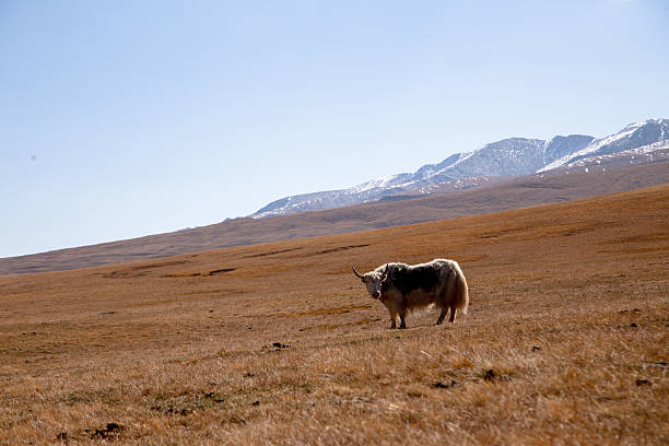 A solitary yak stands on a vast grassland plain, with snow-capped mountains in the background under a clear blue sky.