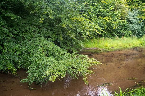 istock Lush green foliage hanging over calm brown stream in forest 2226807951