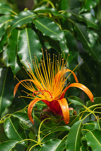 istock Adansonia za flower blooming 2226808747