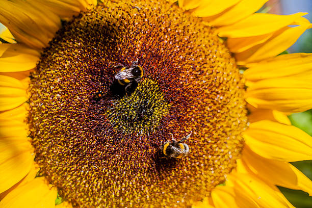 A close-up view of a bee pollinating a vibrant sunflower in a summer garden, captured on a sunny day. The sunflower’s bright yellow petals and detailed centre highlight the natural beauty, with dew drops adding a fresh touch. The bee is actively collecting nectar, showcasing nature’s pollination process.