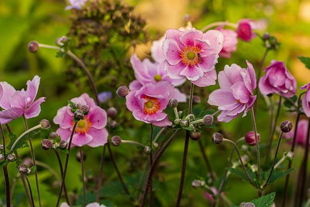 istock Japanese Anemone flowers 2226811299