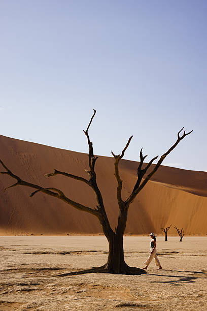 A young woman walks along sandy dunes in Namibia. Summer vacations, wild desert nature in Africa. Dune 45 or 17 at sunset or sunrise.