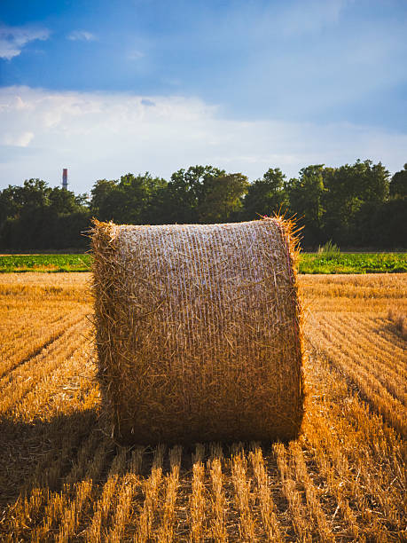 A single round hay bale standing on a harvested field with rows of stubble leading toward it. Captured on July 22, 2025, the image features golden hour light, a green tree line and a distant industrial tower, highlighting contrast between nature and development.