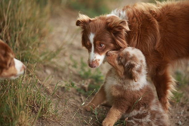 istock Mother dog is hugging her baby dog 2226814507