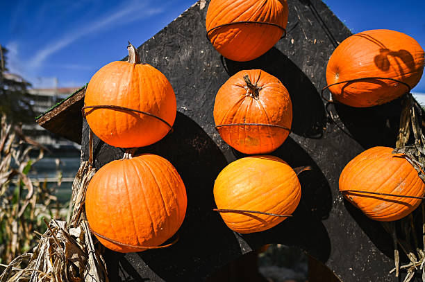 Pumpkins hanging on a black wooden board in a pumpkin patch