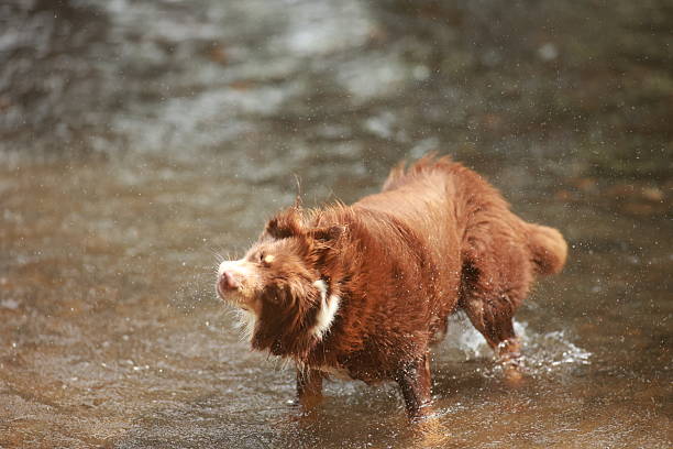 istock Brown dog is splashing in a river 2226814876