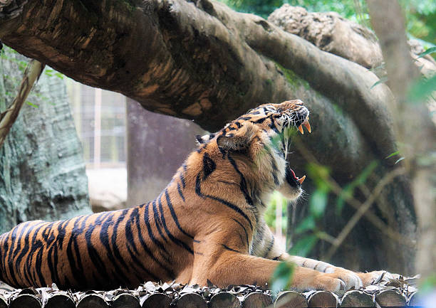 istock tiger at the zoo sleeping in the heat 2226815019