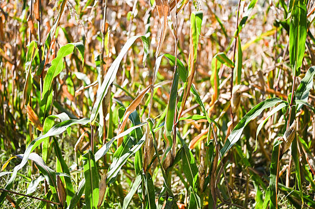 Corn Field Plantation In Summer Agricultural Season