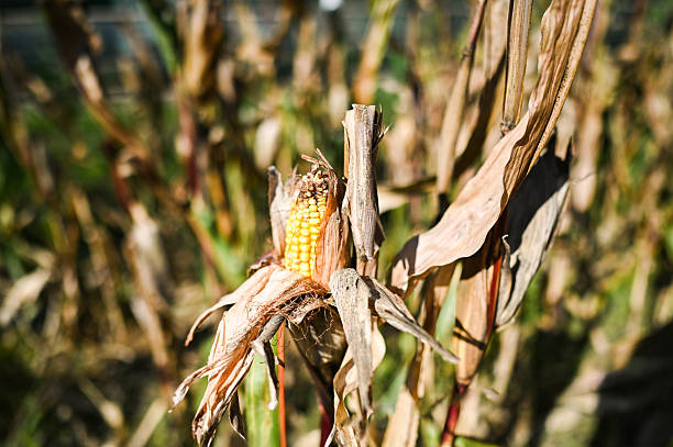 Ripe corn cob growing in cornfield during harvest season