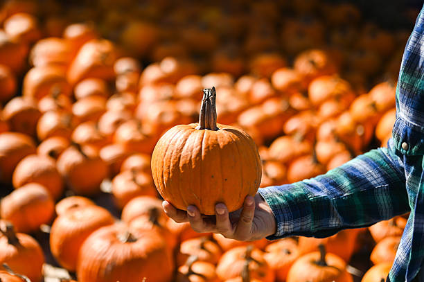 Farmer holding a ripe pumpkin in a pumpkin patch during harvest time