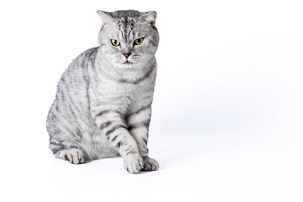 istock American Shorthair 2226815874