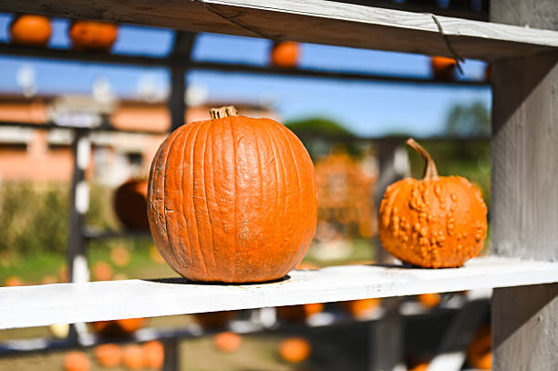 Two pumpkins sitting on white wooden shelves in a pumpkin patch