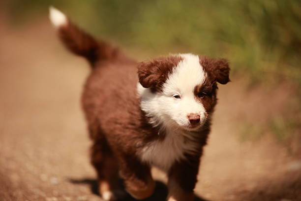 Brown and white dog is running on a dirt road. The dog is small and cute. The image has a playful and energetic mood