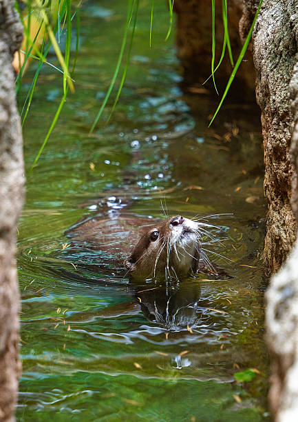 istock Otter with a peek-a-boo face 2226816268